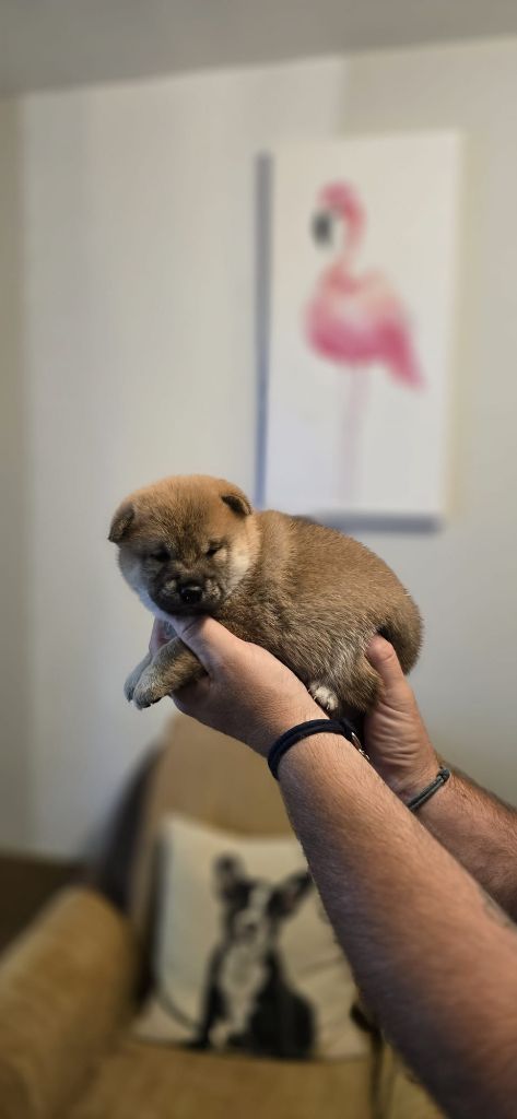 des Gardiens de la Vendinelle - Chiots disponibles - Shiba