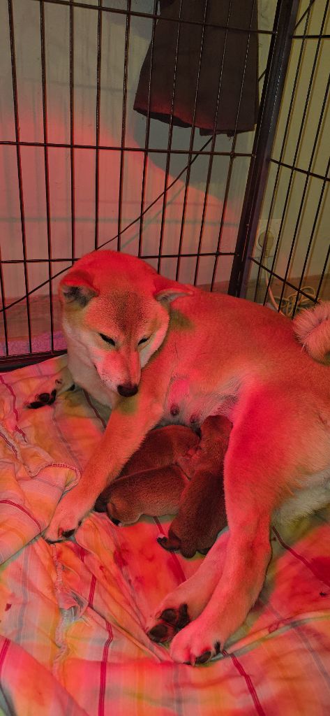 Chiot Shiba des Gardiens de la Vendinelle