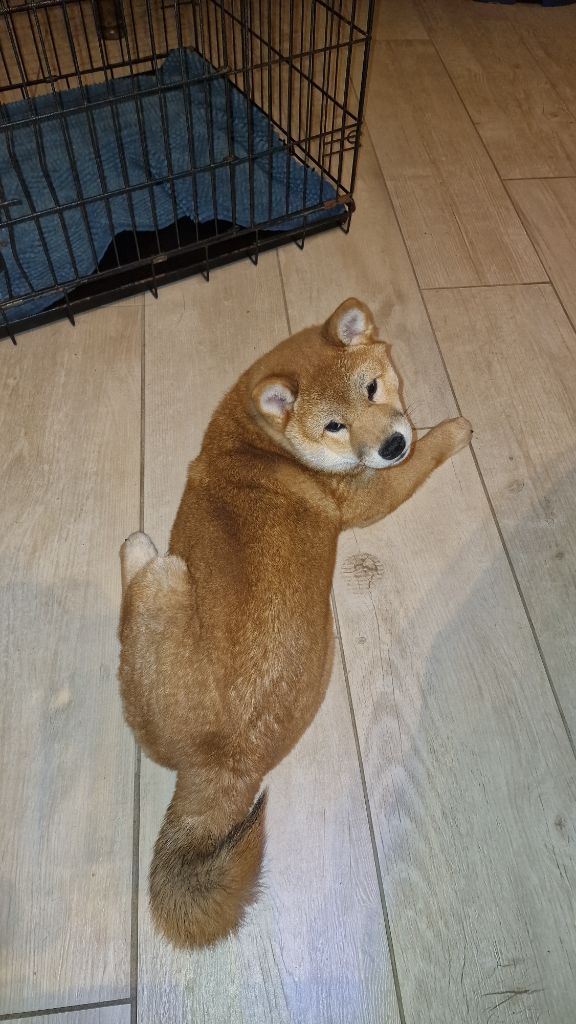 des Gardiens de la Vendinelle - Chiots disponibles - Shiba