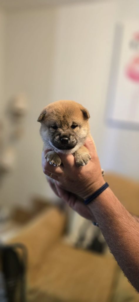 des Gardiens de la Vendinelle - Chiots disponibles - Shiba
