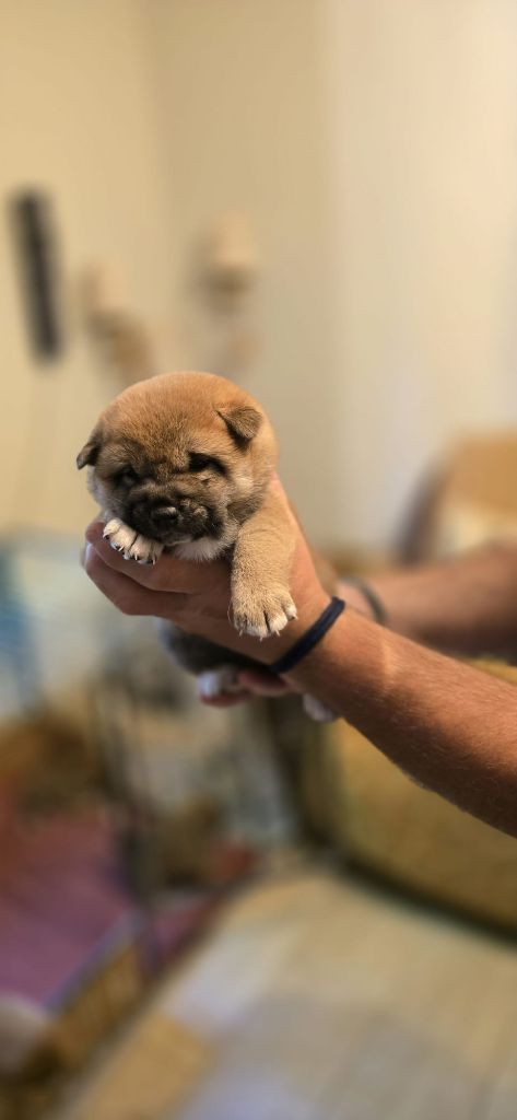 des Gardiens de la Vendinelle - Chiots disponibles - Shiba