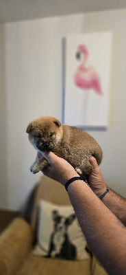 CHIOT 