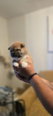 CHIOT 