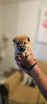 Chiot