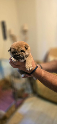 CHIOT 